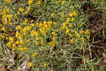 Flat-top goldentop